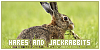 hares & jackrabbits