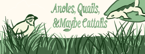 Anoles, Quails, And Maybe Cattails
