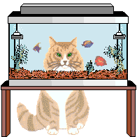 cat watching aquarium