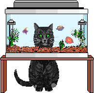 black cat watching aquarium
