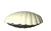 white clam