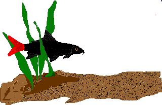 redtail fish with sand and plant