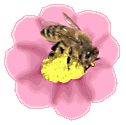 honeybee on pink flower