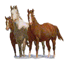 three horses standing