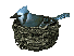 blue jay in nest
